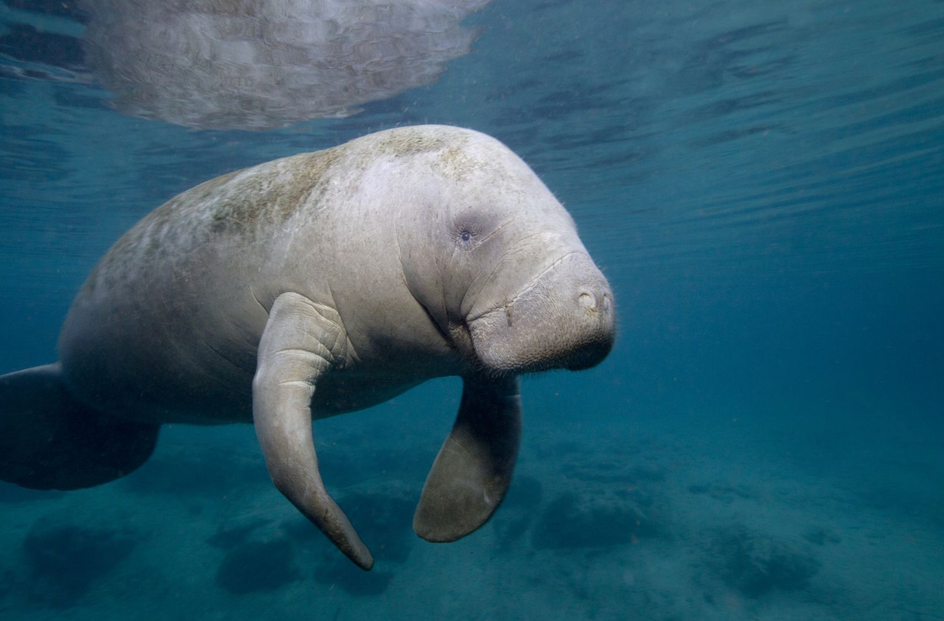 A manatee swims underwater, its gray body contrasting with the blue water.