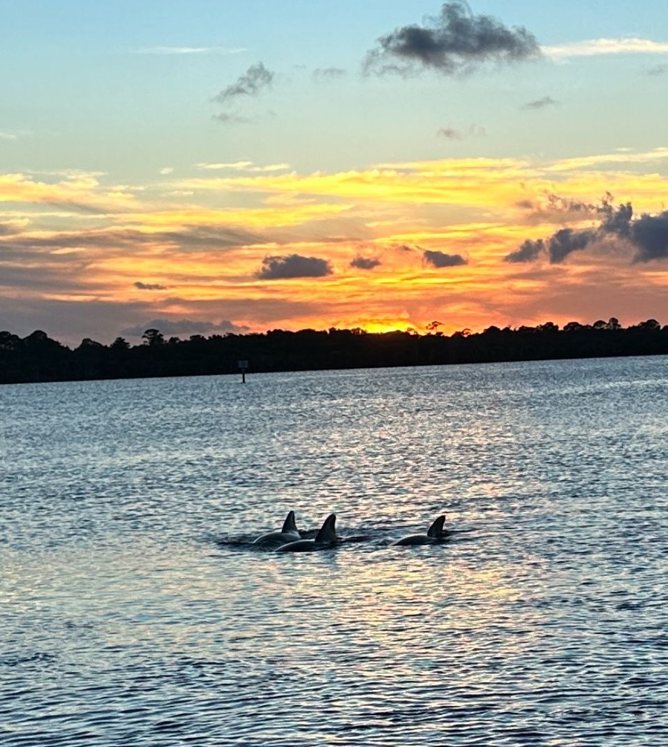 Dolphins swimming in calm water at sunset. Sky with orange, yellow, and blue hues. Forested shoreline in the distance.