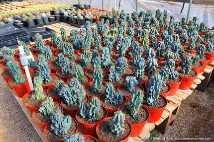 succulent prey The Resurrectionist - Wrath James White main image 0