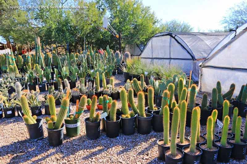 Cactus — Tucson in Tucson,AZ
