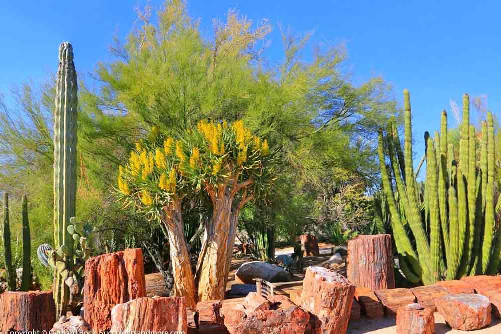 Cactus Nursery Tucson Az Bach S, Cactus Garden Tucson Az