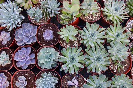 succulents and grow lights Bamboo LED Grow Light Garden for Succulents and Seeds main image 1
