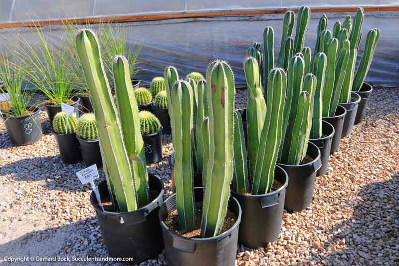 Cactus in a pot — Cactus, Tucson, AZ