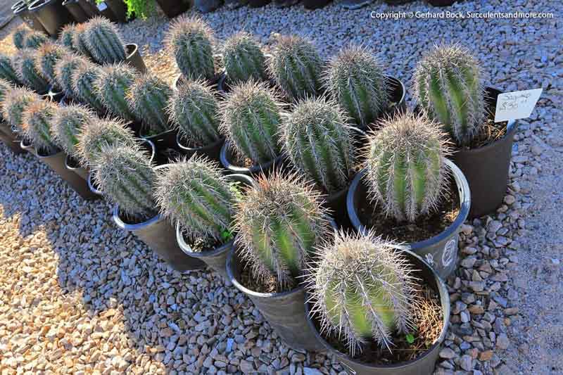 Cacti and Succulents - Tucson, Arizona - Bach's Greenhouse Cactus Nursery