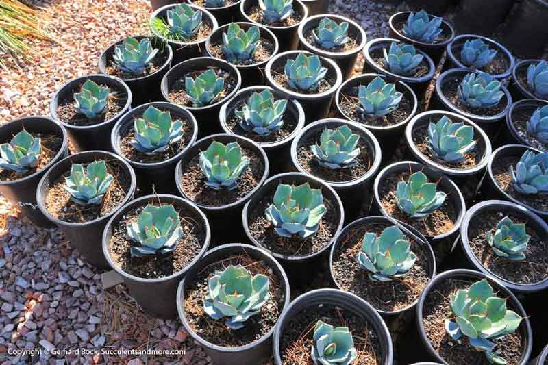 Cactus — Cactus, Tucson, AZ