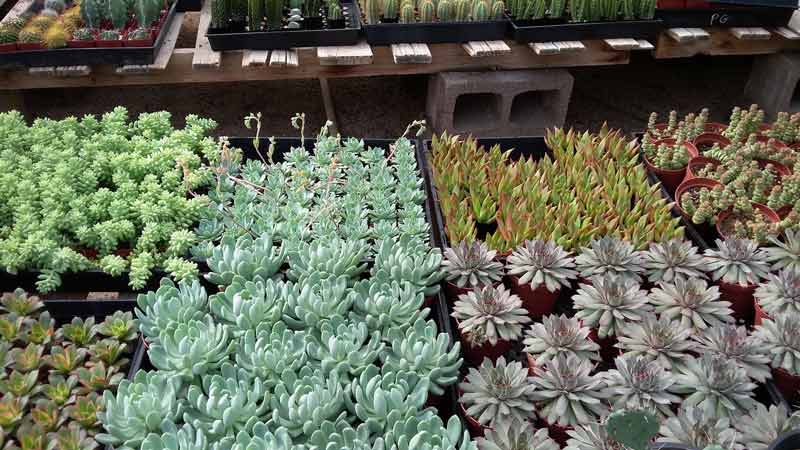 Baskets And Pots With Plants — Wide Selection Of Cactus in Tucson, AZ