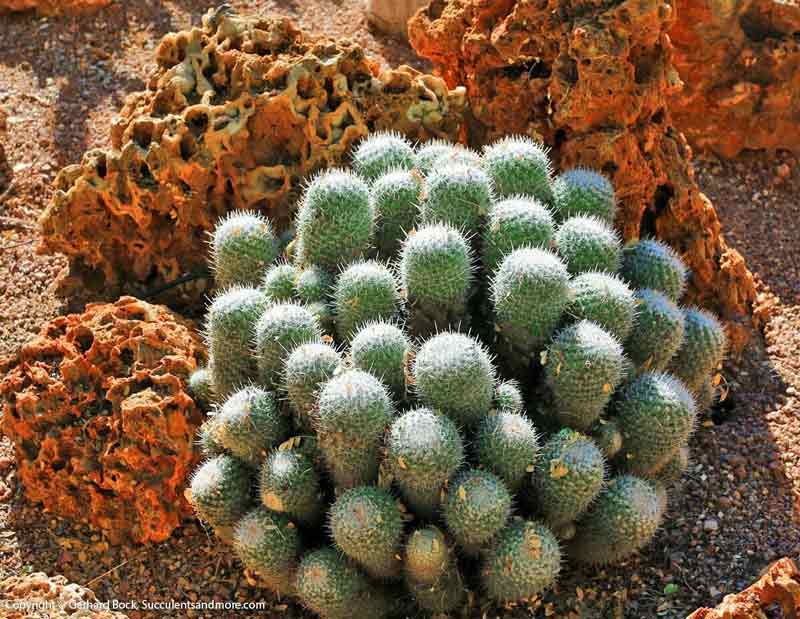 Group Of Cactus — Wide Selection Of Cactus in Tucson, AZ