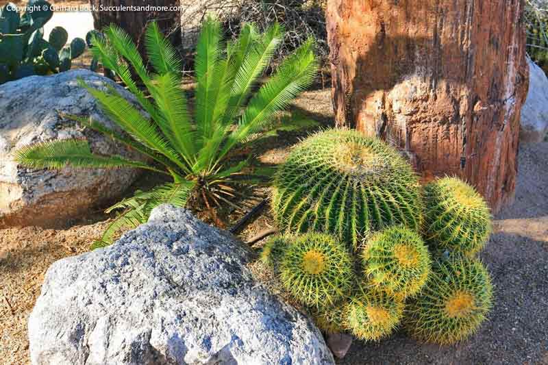 Cactus In The Rock — Wide Selection Of Cactus in Tucson, AZ