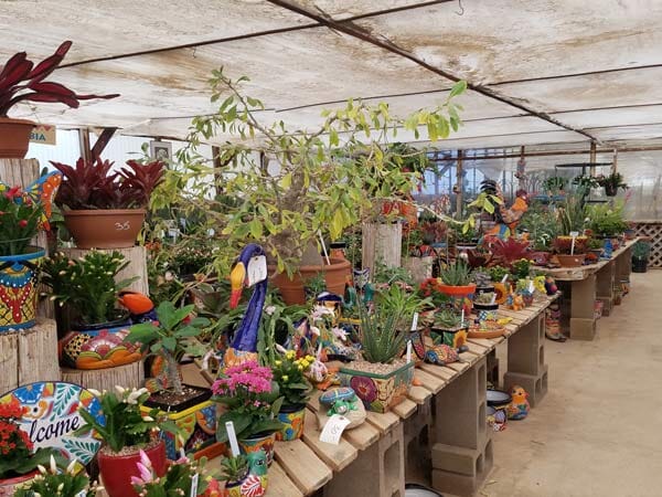 Plants With Figurines — Wide Selection Of Cactus in Tucson, AZ
