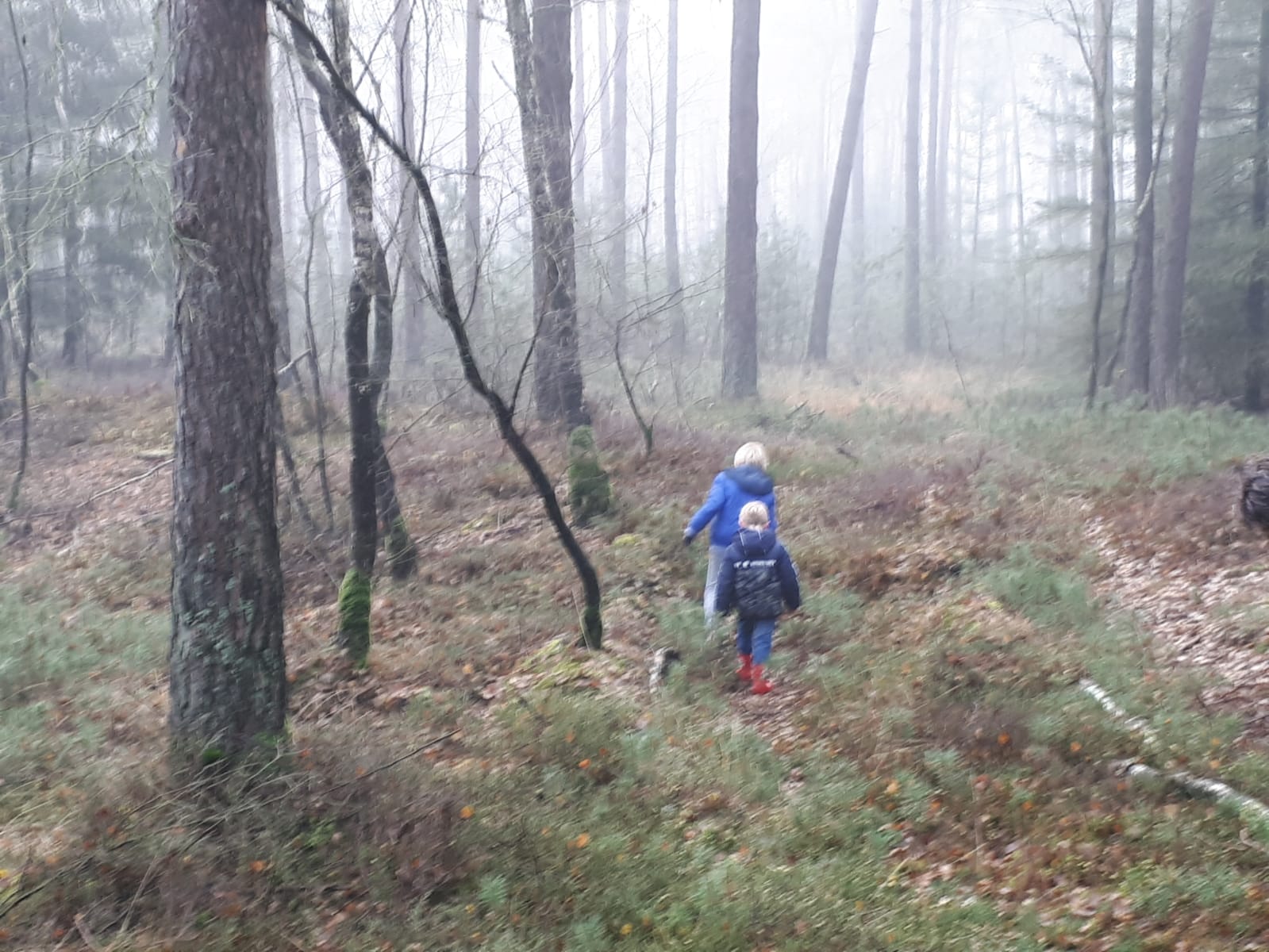 bos, mist, kinderen, ontdekken, wandelen