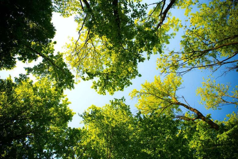 Looking up at green treetops and bright blue sky.