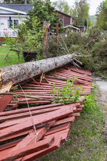 A fallen tree lies on a destroyed red fence beside a green grassy area.