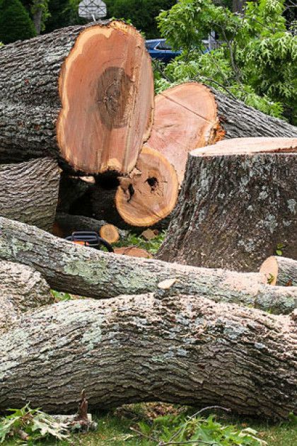 Cut tree trunks and logs on grass, wood grain visible, with greenery in the background.