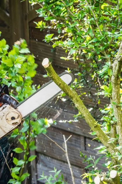 A person uses a chainsaw to cut a tree branch in a garden setting.