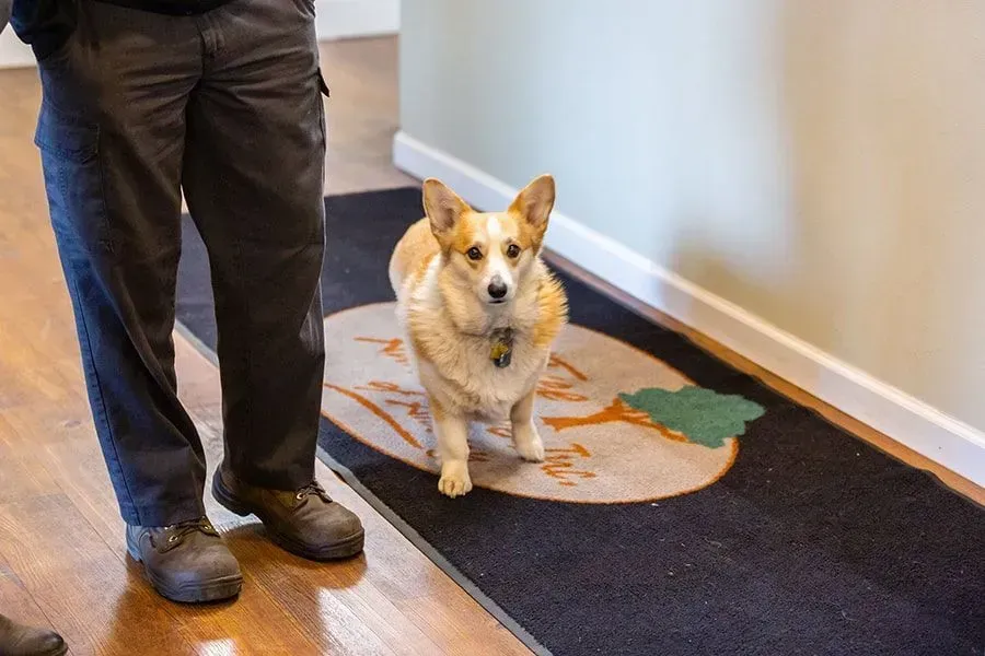 Owner's dog | Crabtree Automotive