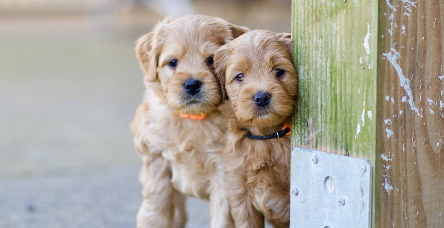 Two Puppies Standing