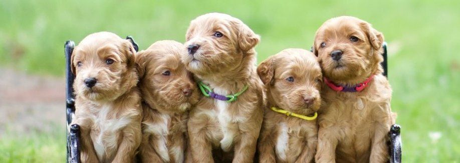 Five Puppies Together