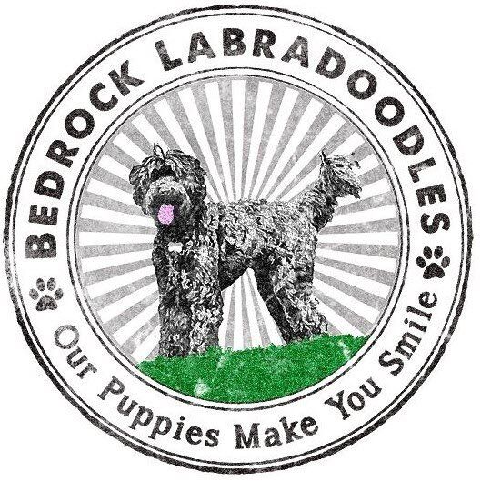 Bedrock Labradoodles Logo Navbar Image
