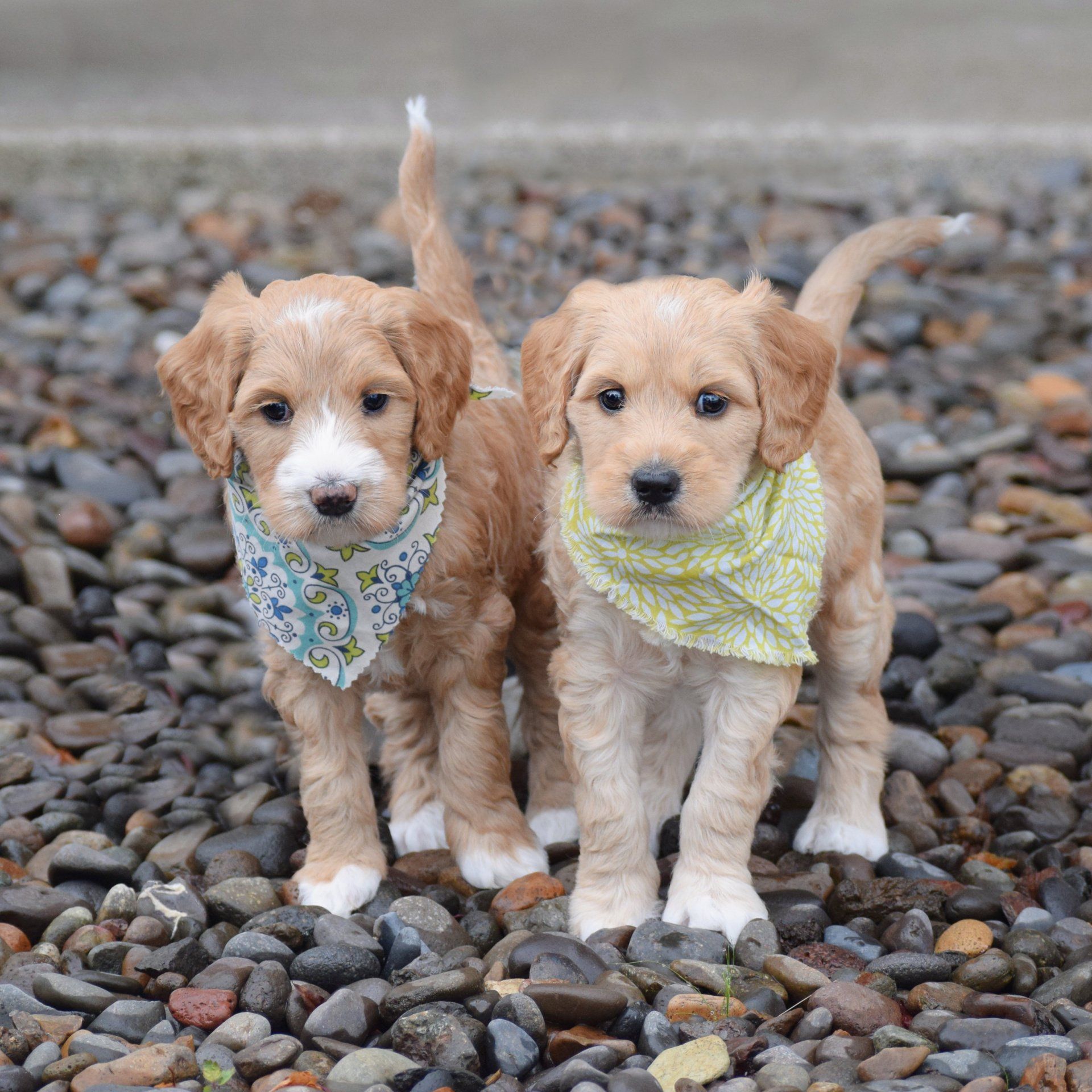 Two happy puppies standing on the rocks.