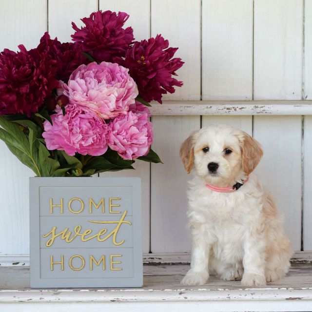 Puppies Coming Soon!