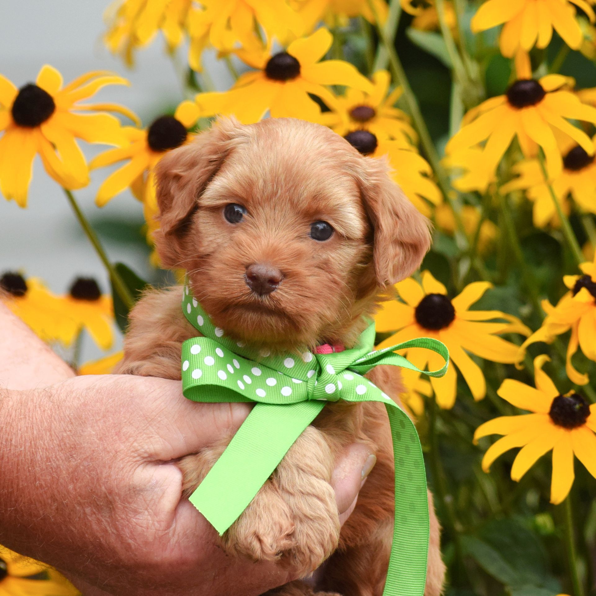 adorable-labradoodle-puppies-available