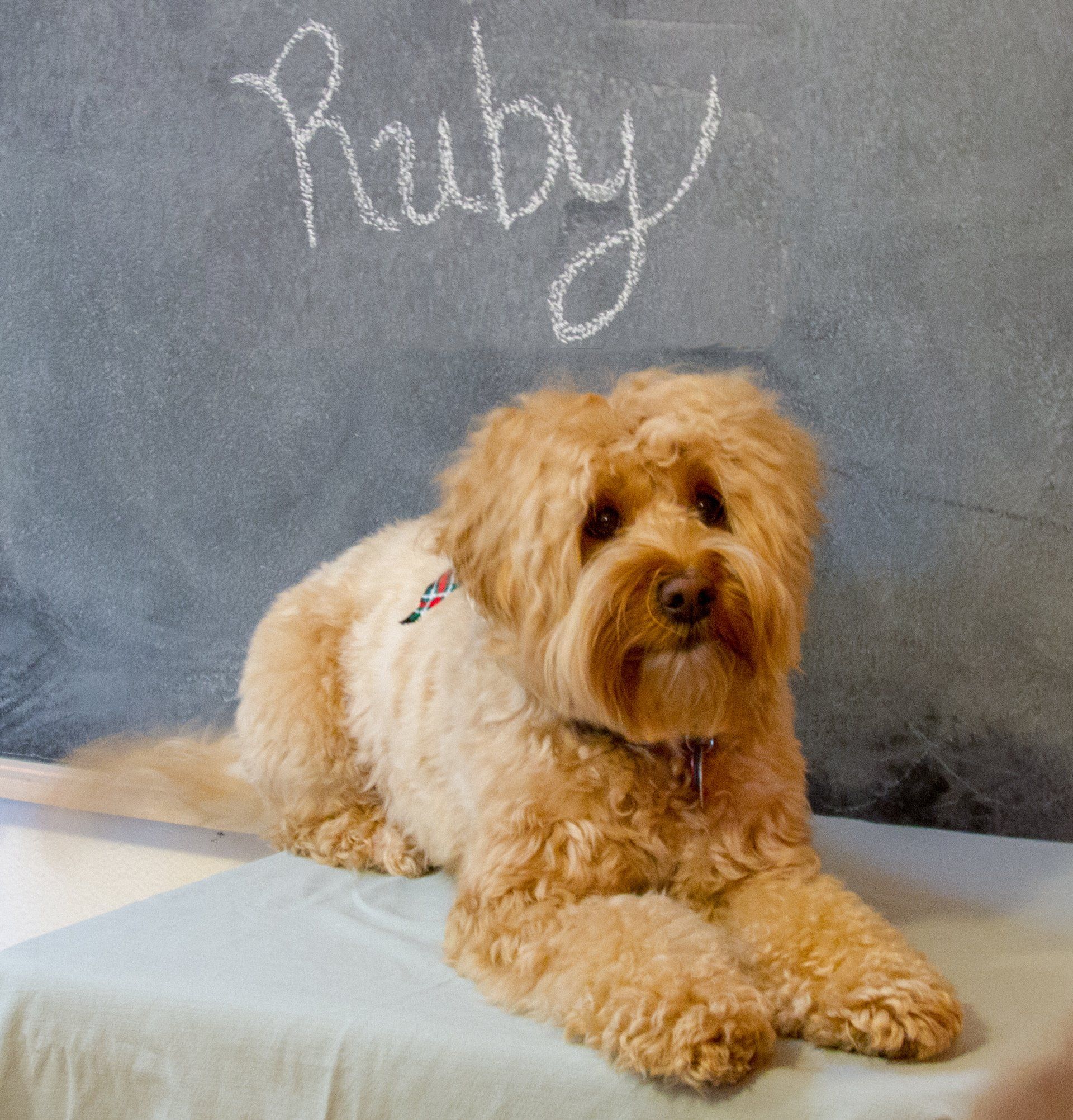 Ruby Royce Rippy Ruby & Royce