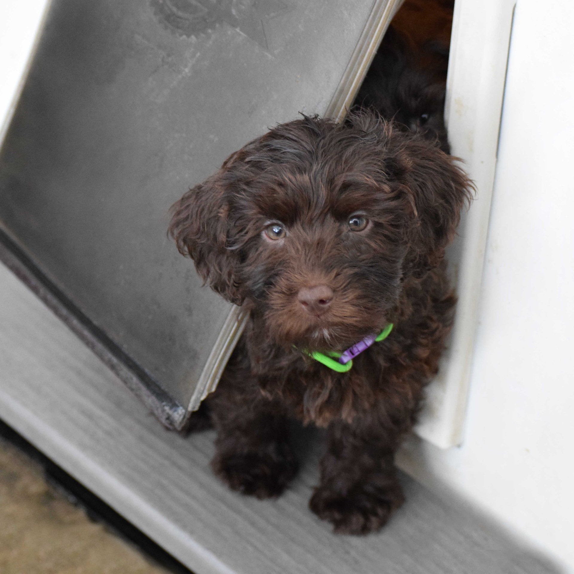 Chocolate Labradoodle Small Dog Chocolate Chocolate Mini Parti