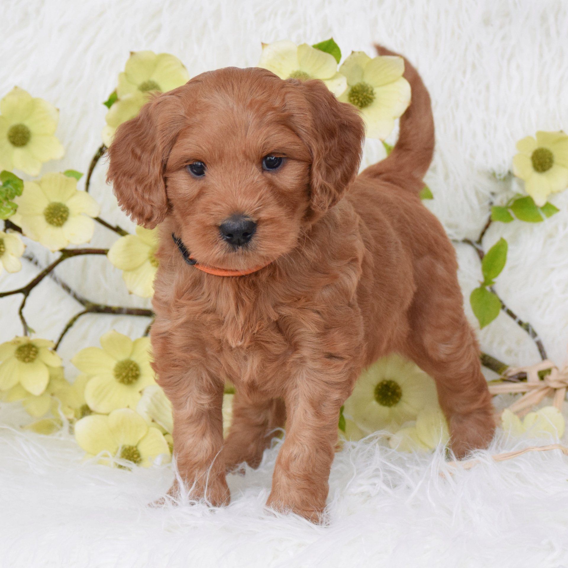 Apricot puppy standing tall.