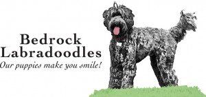 Bedrock Labradoodles