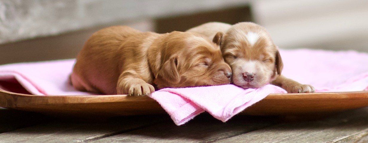 Two Puppies Sleeping