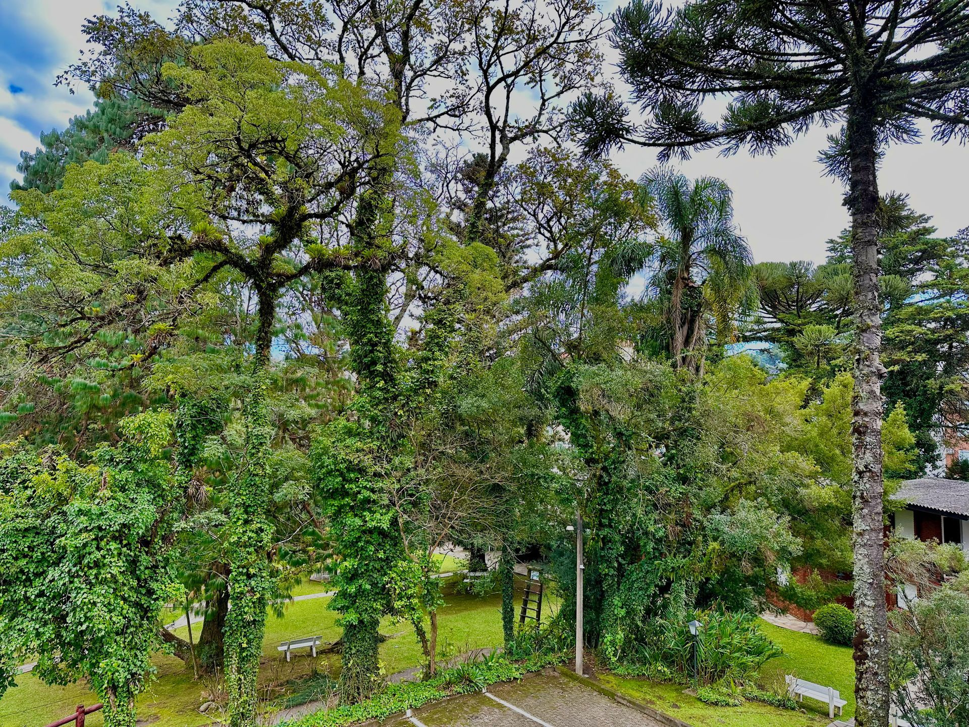 Uma vista aérea de um parque repleto de árvores e grama.