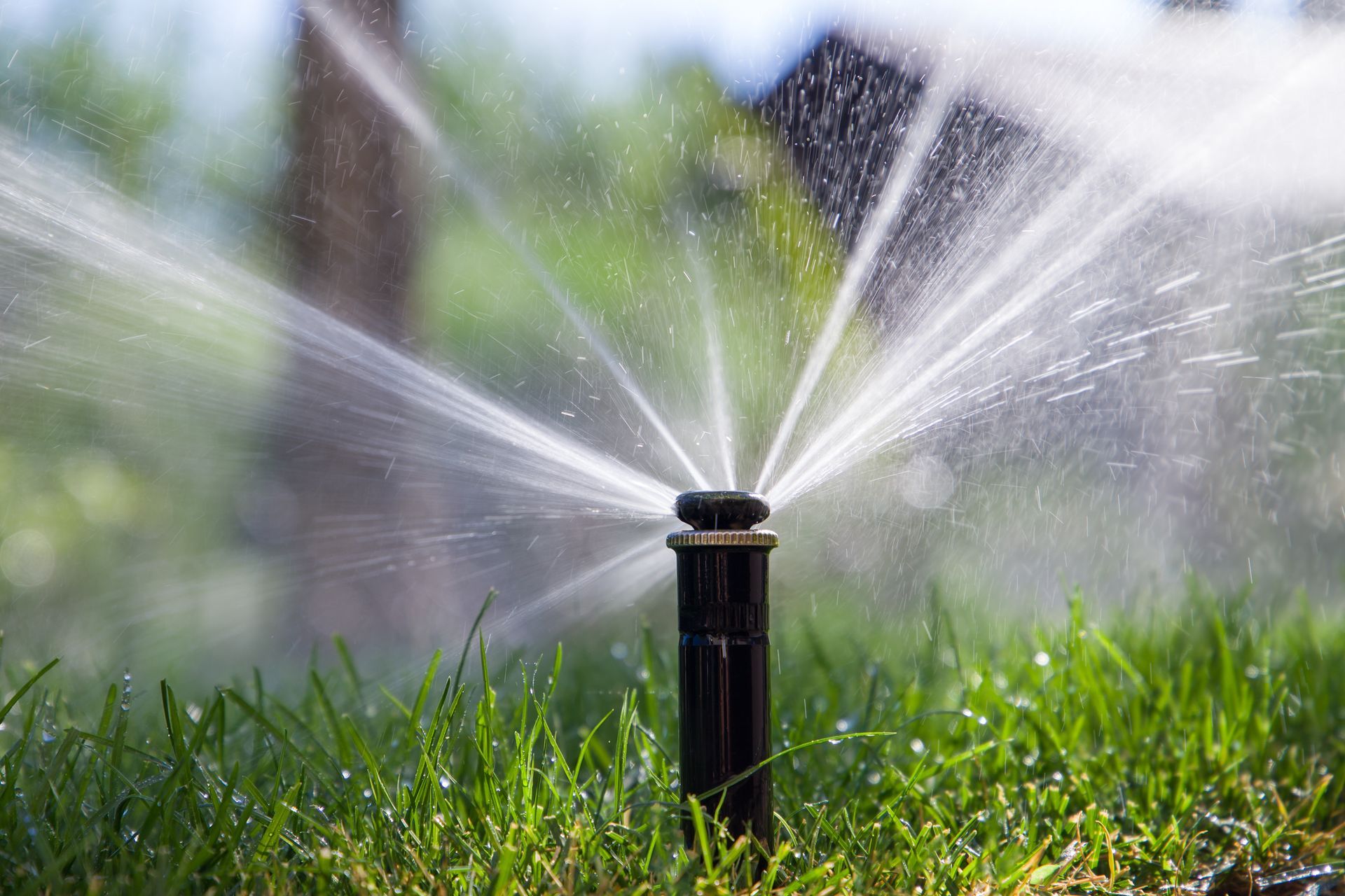 A sprinkler is spraying water on a lush green lawn.