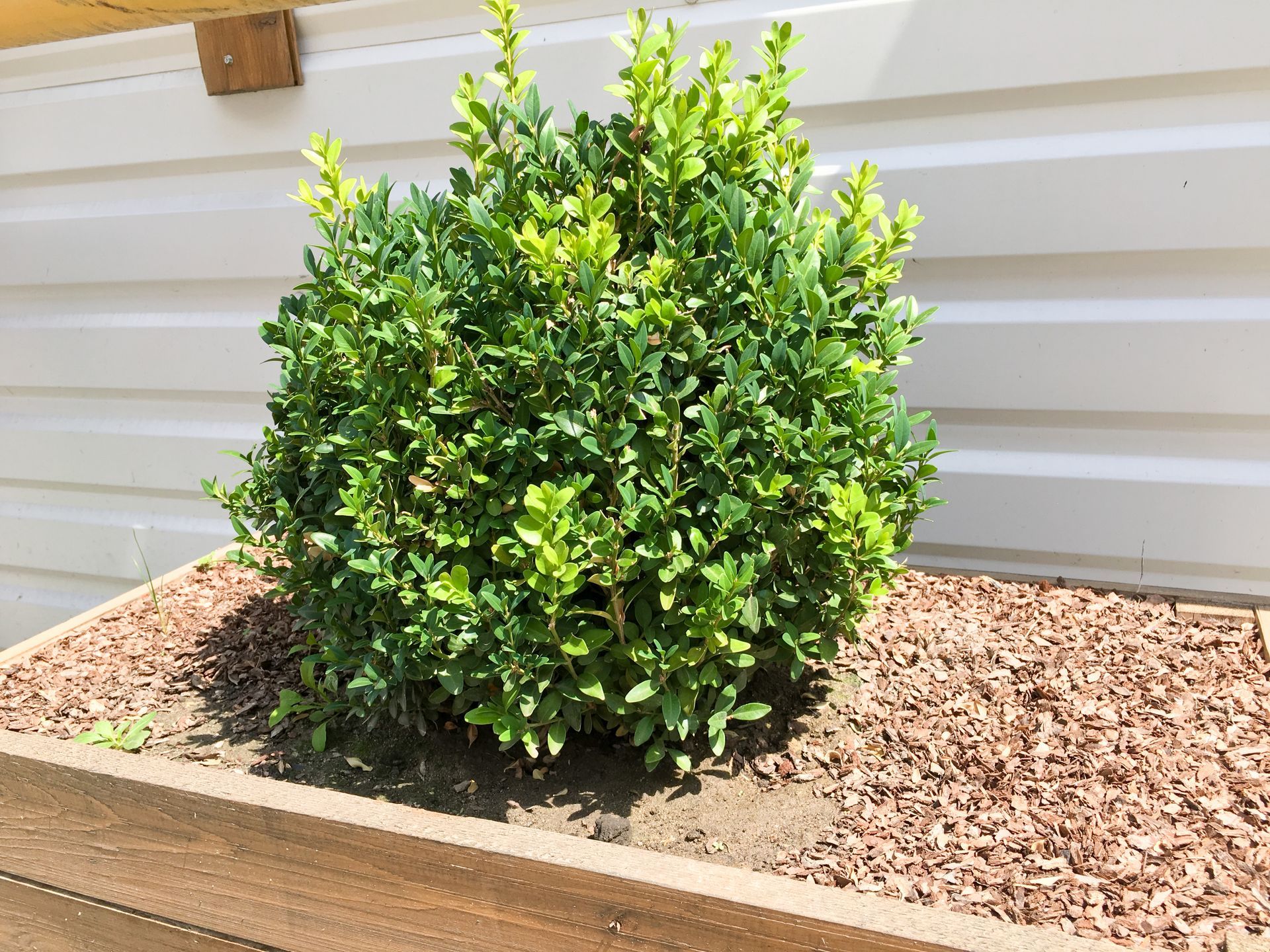 Boxwood shrub in a wooden planter with wood mulch against a white wall.
