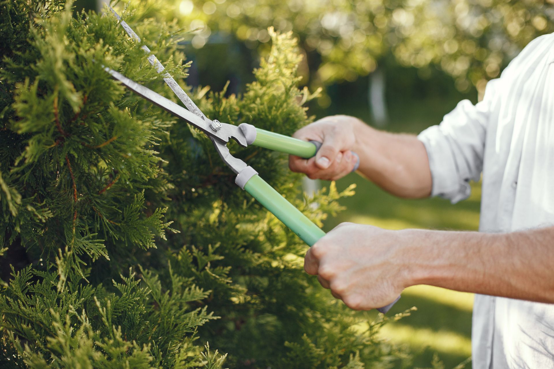 A man is cutting a tree with a pair of scissors.