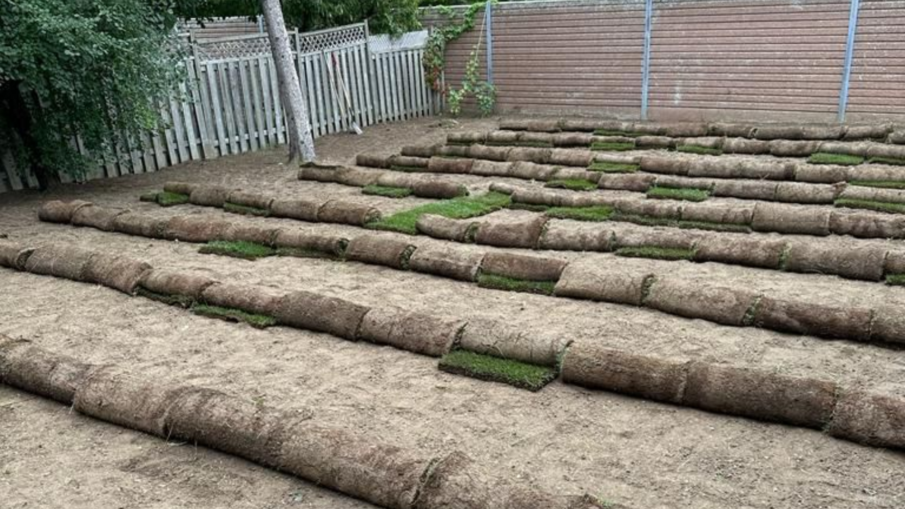 Rolled sections of sod arranged on sandy ground in a yard, awaiting installation.