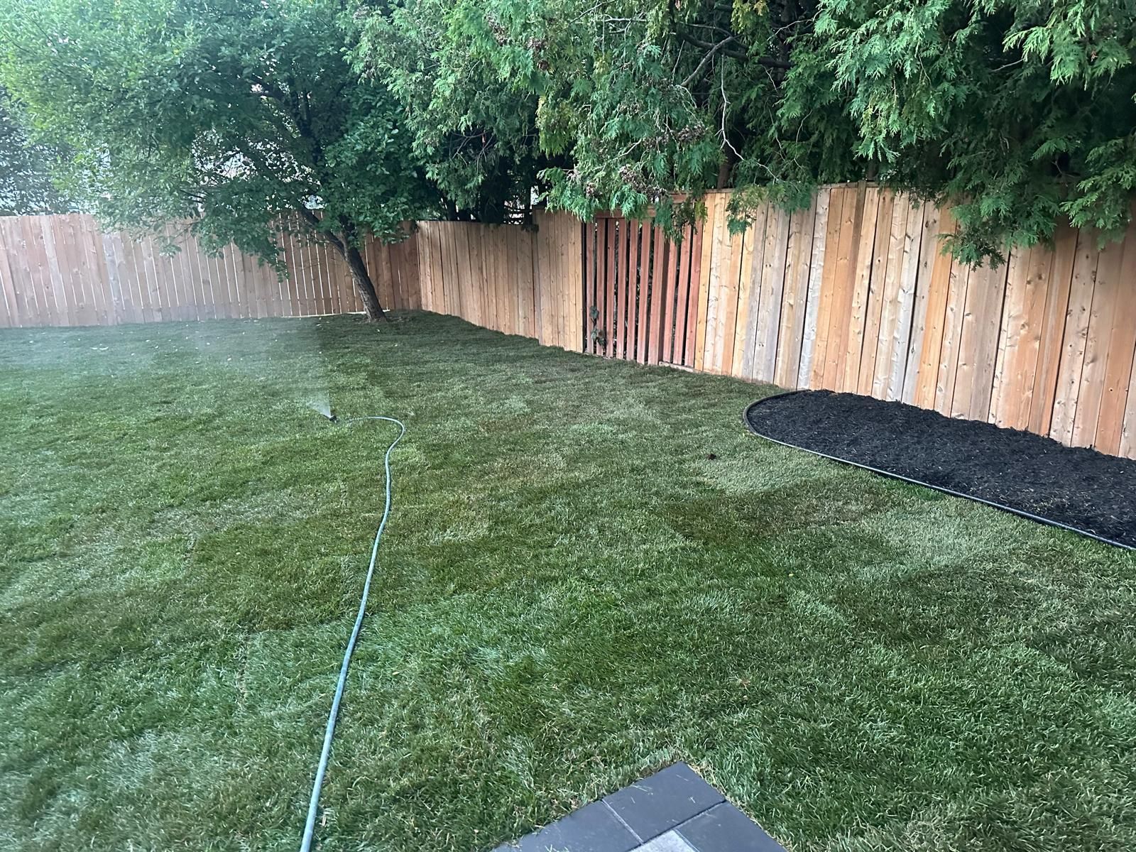A backyard featuring a fresh patch of green sod, a wooden fence, a dark mulch bed, and a long garden hose on the lawn.