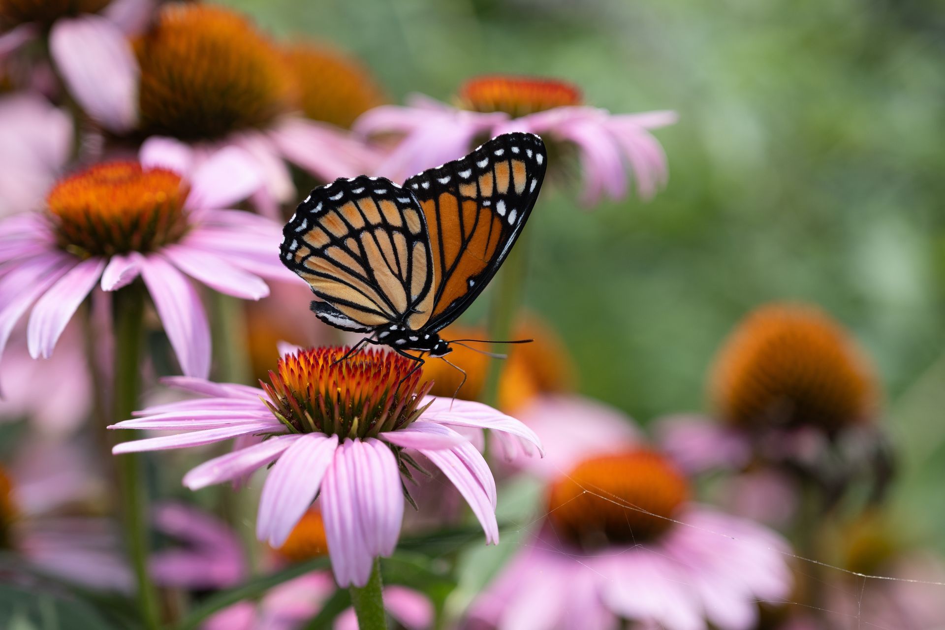 Butterfly with orange and black wings, perched on a pink coneflower, surrounded by other flowers.
