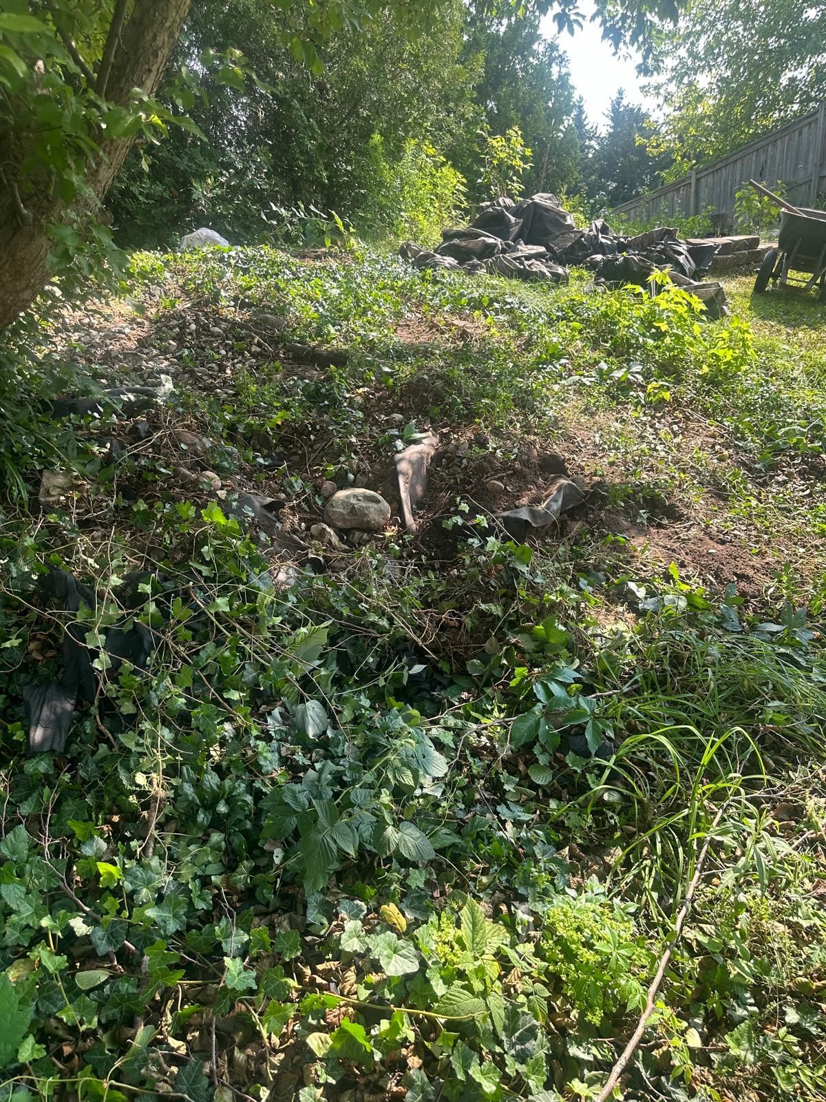 A field filled with lots of plants and rocks on a sunny day.