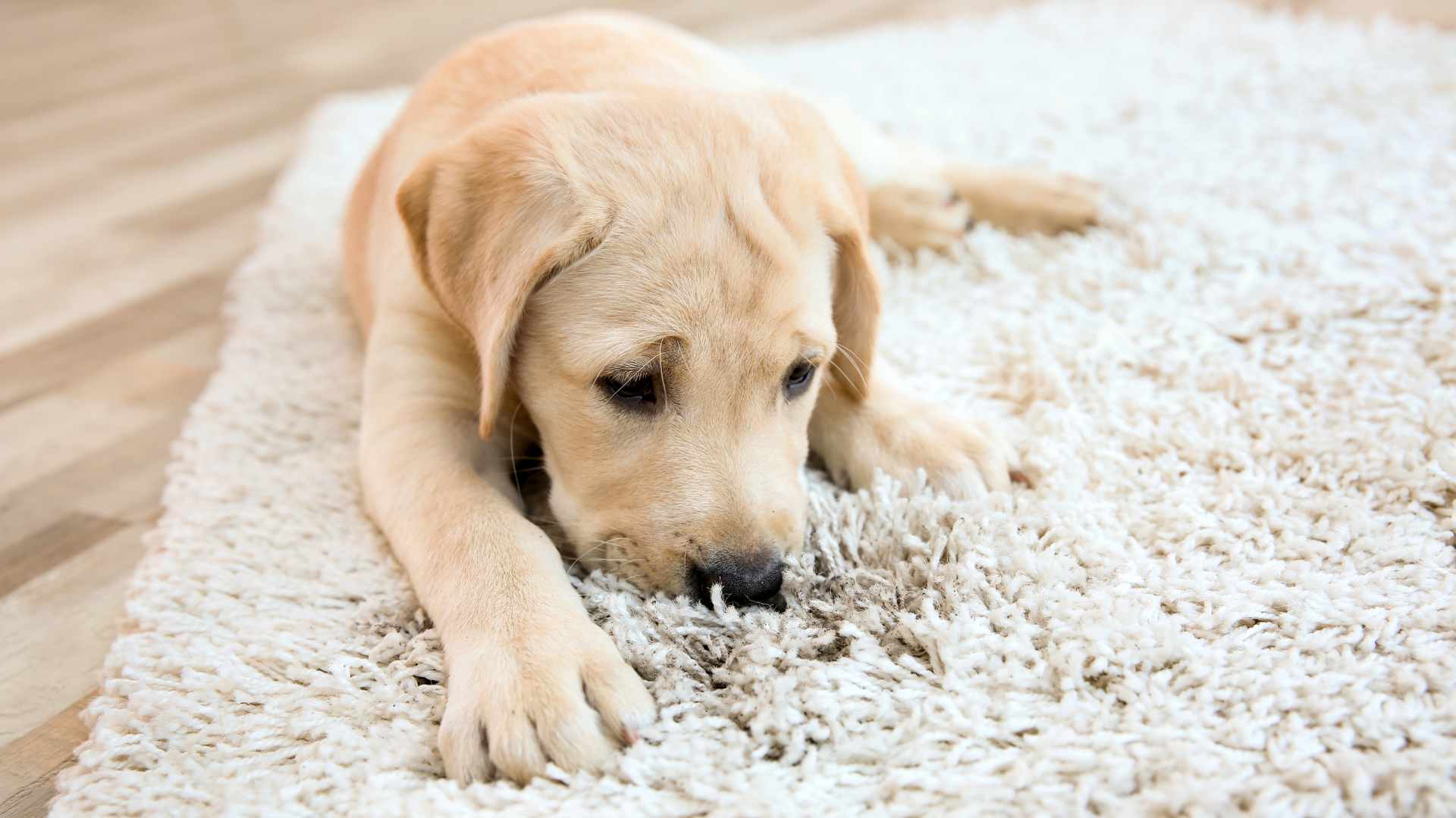 A puppy is laying on a white carpet on the floor.