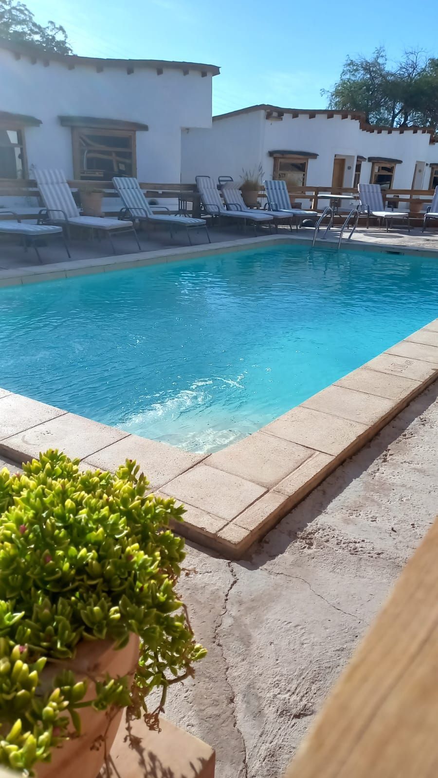 Una gran piscina rodeada de sillas y una planta en maceta.