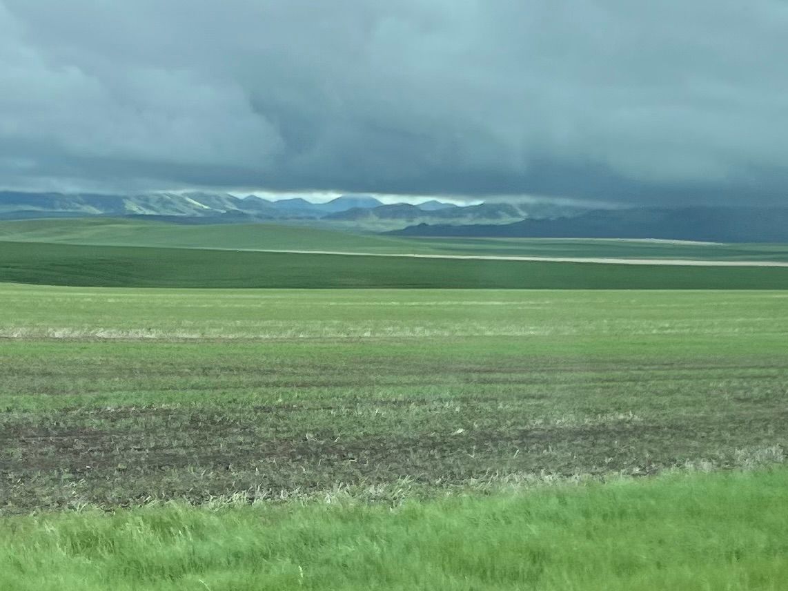 A black and white cow is standing in a field looking at the camera.
