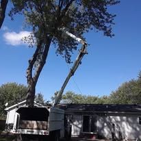 A tree being trimmed by a crane truck parked next to a house on a sunny day.