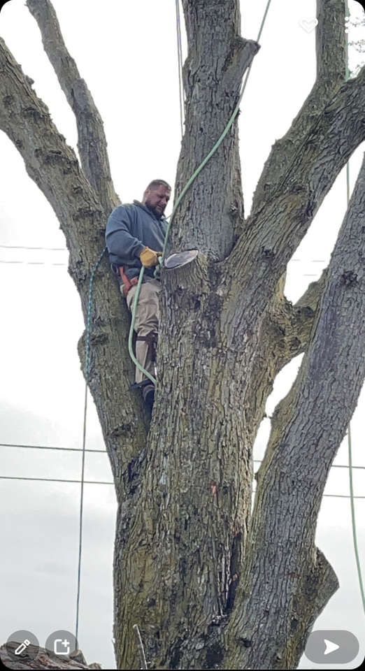 Arborist in a tall tree, cutting a branch with a saw. He wears safety gear. Cloudy sky.