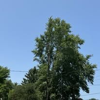 Tall green tree against a bright blue sky, with some utility lines visible in the background.