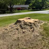 A tree stump in a grassy yard, surrounded by dirt and small weeds. In the background, a house and trees are visible.