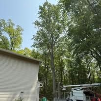 A tall tree being trimmed by a truck-mounted lift near a light-colored house on a sunny day.