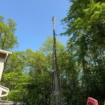 A tall, dead tree trunk against a blue sky, surrounded by green trees.