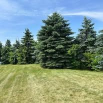 Lush green lawn with several tall evergreen trees under a blue sky.