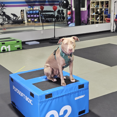 A dog is sitting on a blue box with the number 2 on it
