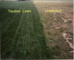 View of treated and non- treated lawn